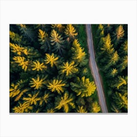 Aerial View Of A Forest Road Canvas Print