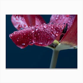 Raindrops On A Tulip Canvas Print