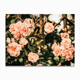 Camellia Flowers Canvas Print