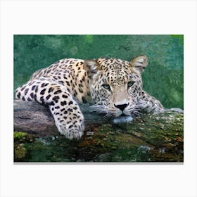 Snow Leopard Canvas Print