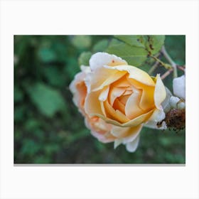 Yellow Roses Canvas Print