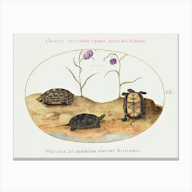 Three Turtles And Two Fritillaria (1575–1580), Joris Hoefnagel Canvas Print