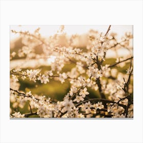 White Flower Tree Canvas Print