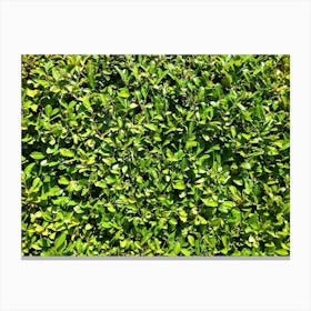 Green Hedge Canvas Print