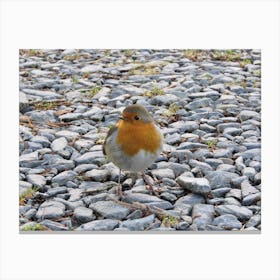 Fat Robin standing on Stones  Canvas Print