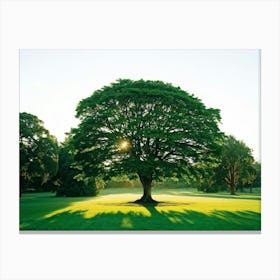 A Radiant Tree Standing Tall In A Vibrant Park Holding A Secure Place Amongst A Lush Spring Foliage (7) Canvas Print