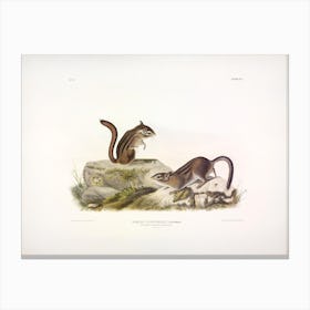 Ground Squirrel, John James Audubon Canvas Print