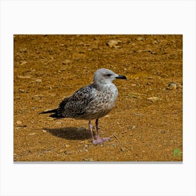 Seagull 20220908299rt1pub Canvas Print