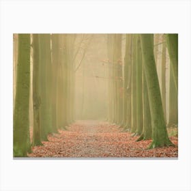 Gate of Trees in the Morning Forest Canvas Print