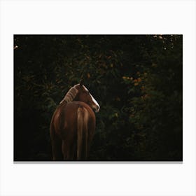 Natural posing - Belgian horse photo print - moody animal photography art Canvas Print