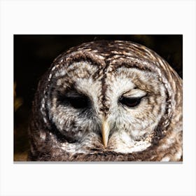 Barred Owl Canvas Print