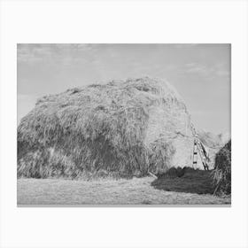 Hay For Cattle Feed On Farm On Black Canyon Project, Canyon County, Idaho By Russell Lee Canvas Print