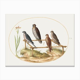 Four Birds Of Prey On A Wooden Frame (1575–1580), Joris Hoefnagel Canvas Print