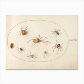 Seven Spiders And An Insect (c. 1575-1580), Joris Hoefnagel Canvas Print