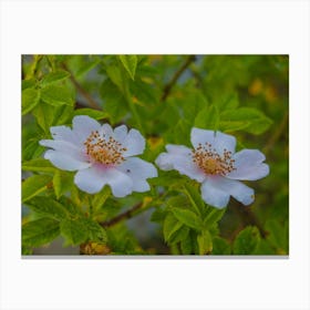 Two White Roses Canvas Print