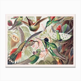Vintage Birds, Ernst Haeckel Canvas Print