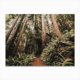 Redwood Forest Path - National Park Photography Canvas Print