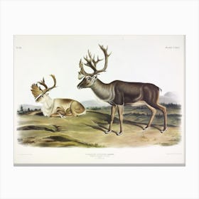 American Reindeer, John James Audubon Canvas Print