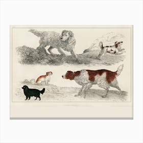 Four Dogs In A Field Canvas Print