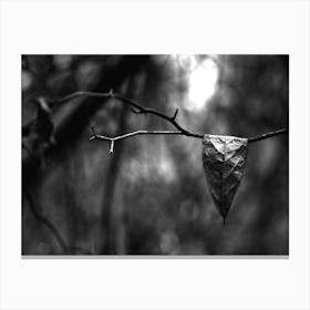 Hanging Leaf BW Canvas Print