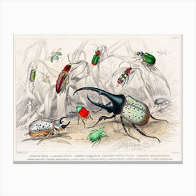 Collection Of Various Beetles, Oliver Goldsmith Canvas Print