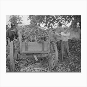 Farmer Loading Strippings From Sorghum Into Wagon, Lake Dick Project, Arkansas By Russell Lee Canvas Print