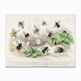 Honey Bee, Worker, Male, Queen, Common Humble Bee And Lapidary Bee, Oliver Goldsmith Canvas Print