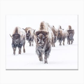 Bison Approaching Canvas Print