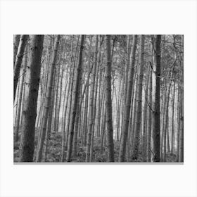 Relaxing Woodland Canvas Print
