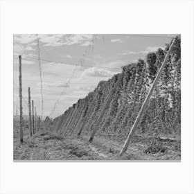Untitled Photo, Possibly Related To Hop Vines, Yakima County, Washington By Russell Lee Canvas Print