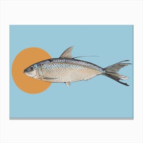 Curious Fish Canvas Print