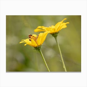 Fritillary Butterfly In A Yellow Wildflower Canvas Print