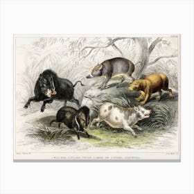 Wild Boar, Collared Peccary, Chinese Sow, Capibara, And Babyroussa, Oliver Goldsmith Canvas Print