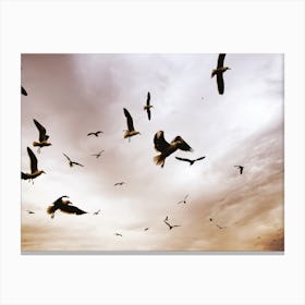 Flight And Freedom 02 Canvas Print