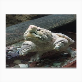 Snapping turtle 1 Canvas Print