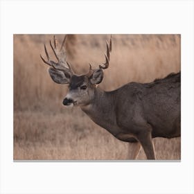 Rutting Deer Canvas Print
