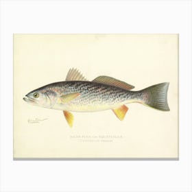 Remastered Vintage Weak Fish By Denton From New York Fish and Game Report Circa 1890S Canvas Print