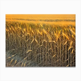 Golden Wheat Field Canvas Print