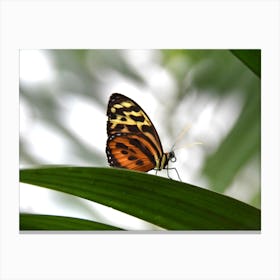 Butterfly On Leaf Leinwandbild