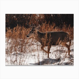 Winter Deer Traveling Canvas Print