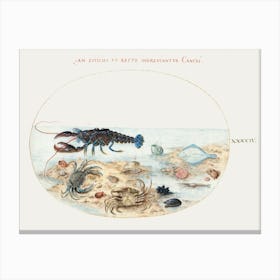 Lobster, Crabs, Scallop Shells And Other Sea Life (1575–1580), Joris Hoefnagel Canvas Print