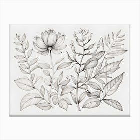 Botanical Drawing Canvas Print