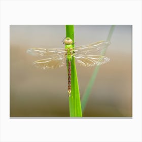 Green Darner Dragonfly Canvas Print