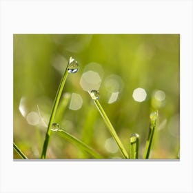 Water Droplets On Grass Canvas Print