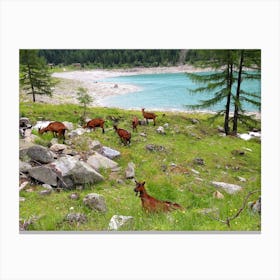 Herd Of Goats in the Mountains Canvas Print