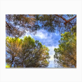 Pine Trees With Vibrant Color, Seen From Below And Blue Sky Background With Clouds Canvas Print