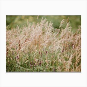 Tall Grasses Canvas Print