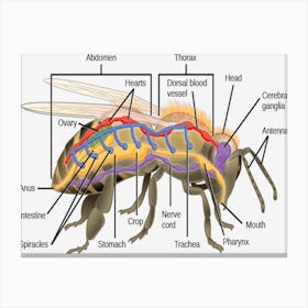 Bee Anatomy Canvas Print