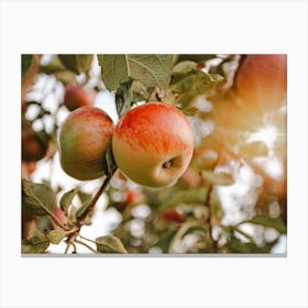 Apples On Tree Canvas Print