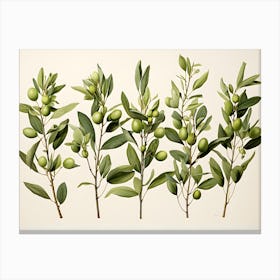 Olives On A Branch Canvas Print